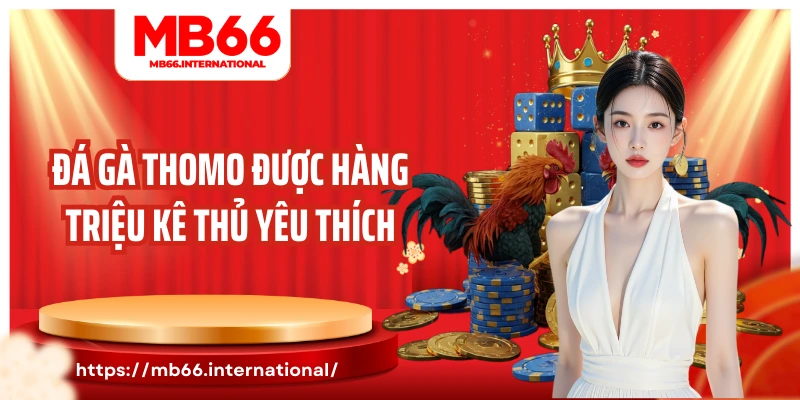 Đá gà Thomo được hàng triệu kê thủ yêu thích